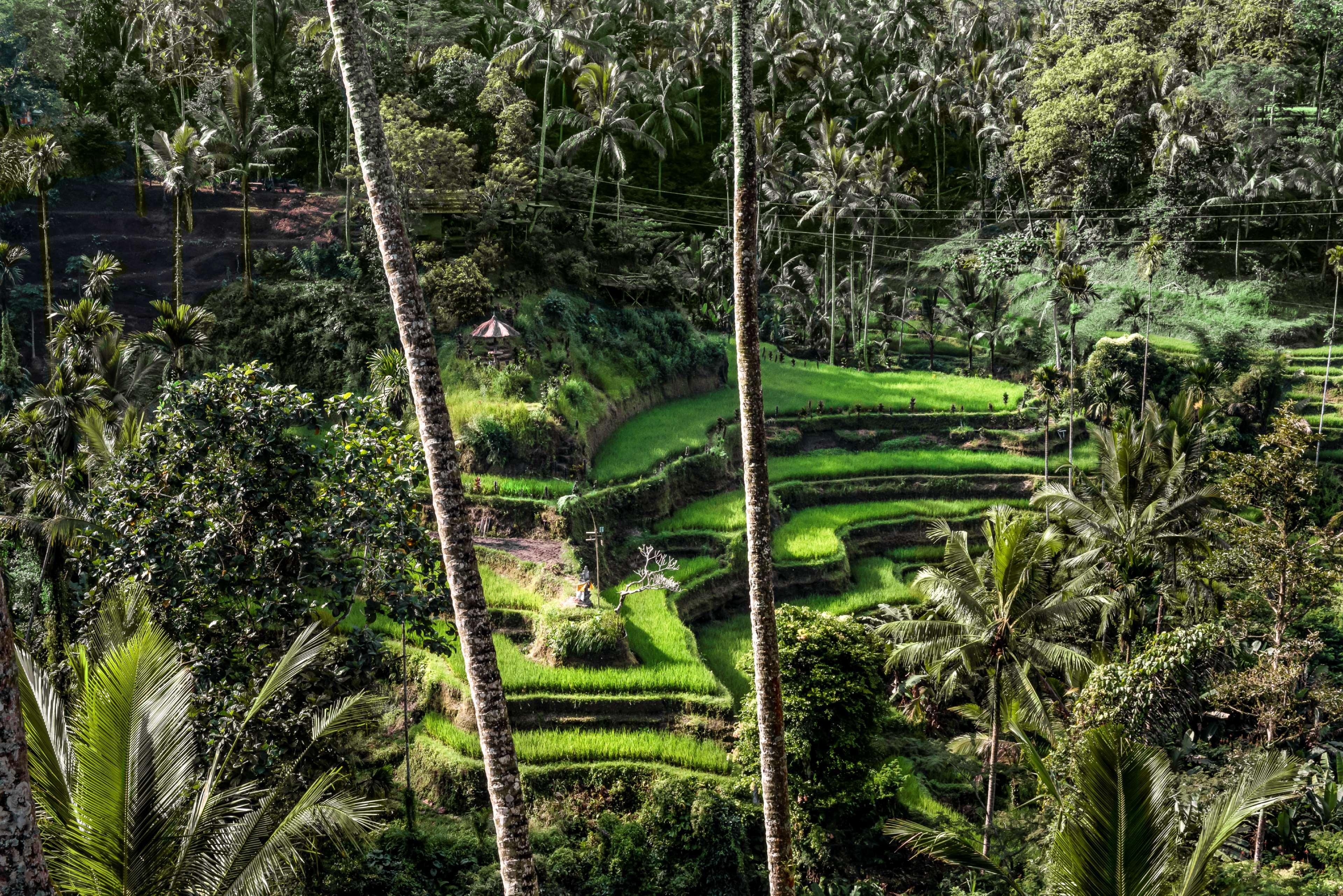 Amandari Hotel Ubud Exterior foto